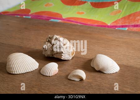 A collection of natural seashells, varying in size and texture, is arranged on a warm, rustic wooden surface. The assortment includes a large conch-li Stock Photo