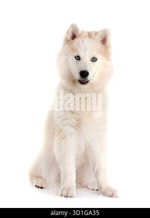 picture of a pomsky in front of white background Stock Photo