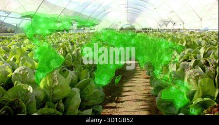 Displaying rows of lettuce growing on benches in greenhouse, with world map network overlay Stock Photo