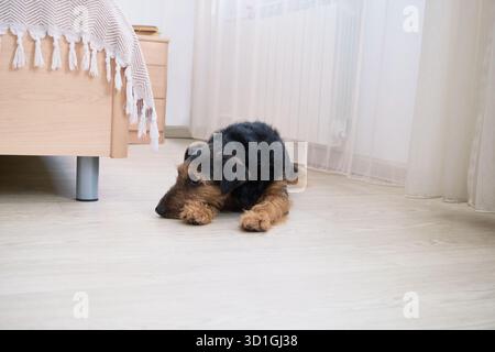 Airedale terrier resting on light wooden floor in cozy bedroom setting. Stock Photo