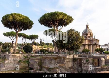 Stone pine trees (Pinus pinea) at the Forum of Trajan in Rome, Italy Stock Photo