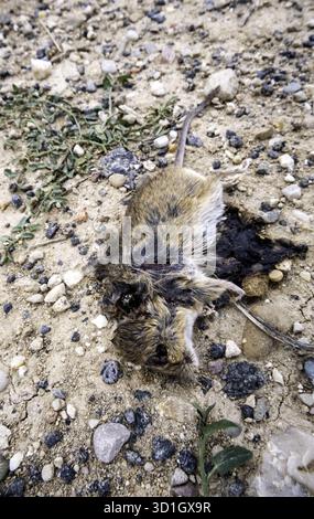 Detail of a dead animal on the street, disease and poison Stock Photo