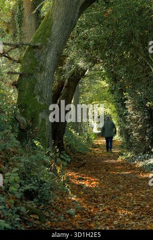 A footpath through the woods on a bright autumnal day. A man walking alone along the path in the distance. Stock Photo