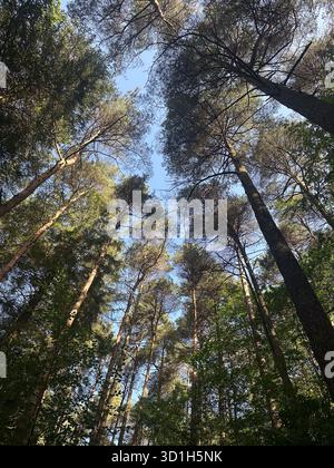 Scots Pine Trees, Dalbeattie Forest, Dalbeattie, Dumfries, Scotland Stock Photo