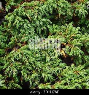 Green juniper branches close-up Stock Photo