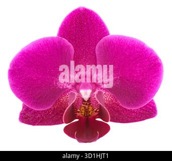 Moth Orchid flower head isolated on white Stock Photo
