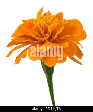 Tagete flower isolated on white background Stock Photo