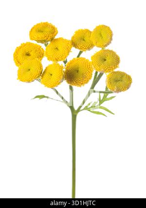 Tansy (Tanacetum vulgare) isolated on white background Stock Photo