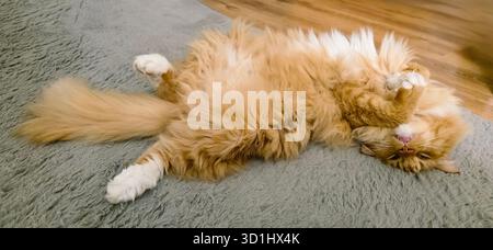 Fluffy orange cat is lounging playfully on a soft gray rug, showcasing its relaxed demeanor and playful spirit in a cozy indoor setting. Stock Photo