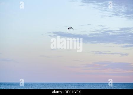 A lone bird flies across the serene sky over a still sea at sunrise. Stock Photo