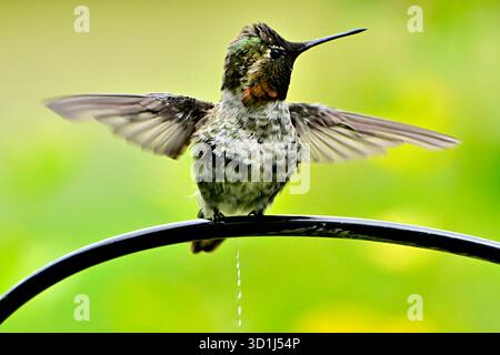An Anna's hummingbird,  (Calypte anna); perched on a wire spreading his wings on Vancouver Island British Columbia Ca Stock Photo