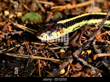 A close up image of a common Garter Snake "Thamnophis sirtalis", warmed by the sun on a beach on Vancouver Island British Columbia Canada. Stock Photo