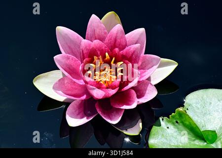 A pretty pink water lily floating on a garden pond in rural British Columbia Canada. Stock Photo