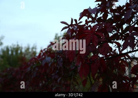 Abstract background with flowers and leaves on the branches. Autumn seasonal bright colors in the night Stock Photo