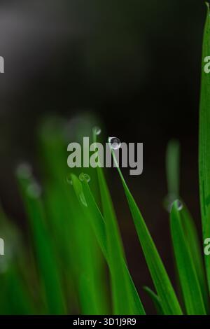 Close-up of raindrops on blades of grass Stock Photo