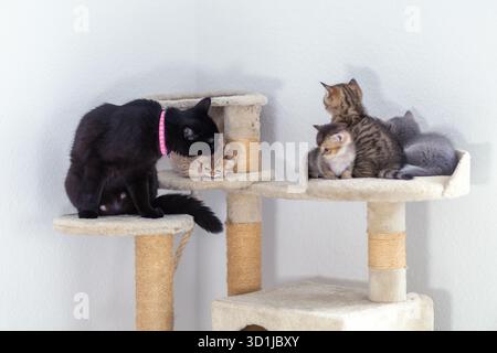 Four cats are enjoying their time on a multi-level climbing tower. A black cat snuggles with a gray tabby, while two others rest nearby in a sunlit ro Stock Photo