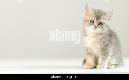 A fluffy gray kitten with striking blue eyes is perched on a white shelf. The soft fur and playful demeanor emphasize the joy of having a pet at home. Stock Photo