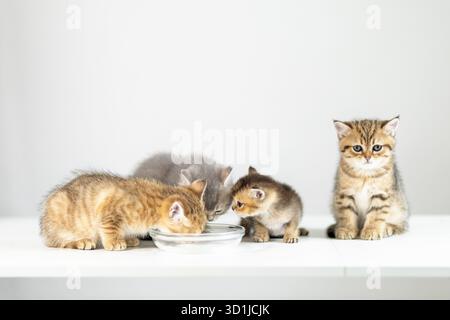 Four playful kittens interact around a small bowl filled with food. Two are eating, while one curiously peers in the bowl and another watches closely. Stock Photo