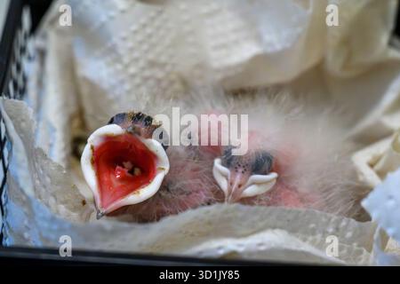 Veterinary staff caring for and feeding a Eurasian hoopoe (Upupa epops) hatchling. Photographed at the Israeli Wildlife Hospital, Ramat Gan, Israel. Stock Photo