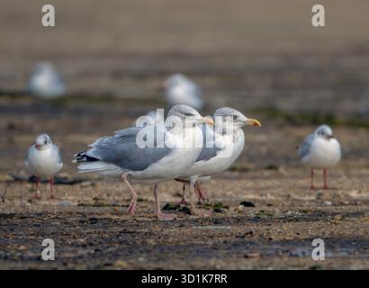 A mixed flock of Gulls including Herring Gull Larus argentatus sitting it out during bad weather at Little Snoring airfield, North Norfolk, UK Stock Photo
