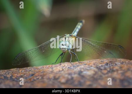 close up big dragonfly with beautiful eyes sitting on a rock Amidst nature in the jungle of Thailand Stock Photo