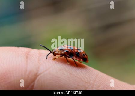 Close-up orange tortoise beetles with yellow spots. Beautiful texture. Epistictina is a genus of tortoise beetles. It's a small one on hand. Stock Photo