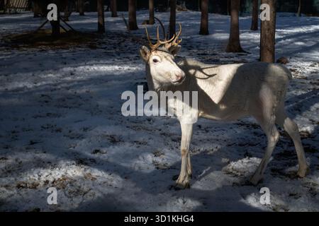 A white reindeer stands quietly in Rovaniemi’s snowy forest. Stock Photo
