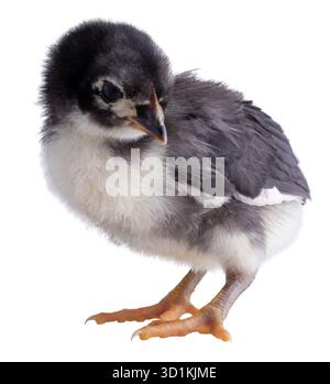 Austerlorp chicken chick with black and white feathers isolated in a studio shot. Stock Photo