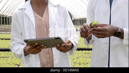 Two researchers wearing lab coats consulting tablet and handling seedling in greenhouse, with trays Stock Photo