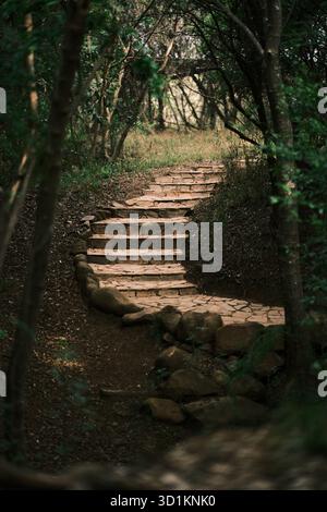 Stone pathway winding through a forest trail Stock Photo