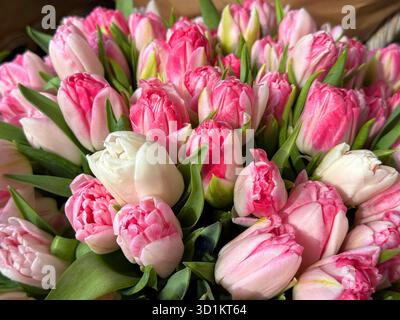 Bouquet of delicate pink tulips blooms Stock Photo