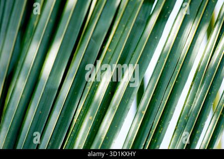 Close-up of green coconut leaf texture Stock Photo