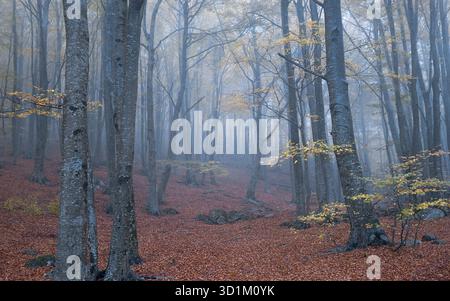 Misty trees tower over a carpet of fallen leaves as autumn envelops Montseny Natural Park in a tranquil embrace, Catalonia Stock Photo