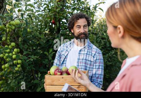 Man and woman are collecting apples and checking fruit quality in sunny orchard during harest time Stock Photo