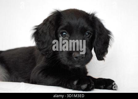 Black Spaniel puppy lying down on white background Stock Photo