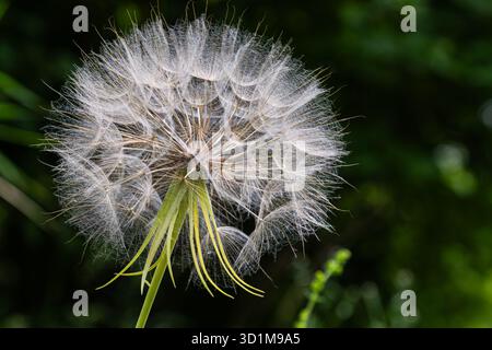 A close-up view of dandelion puff ball surrounded by soft greenery capturing delicate seeds that are prepared carried by the wind in warm sunlight. Stock Photo