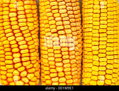 Close-up of three yellow corn cobs showing rich texture and vibrant kernels, texture background. Top view Stock Photo