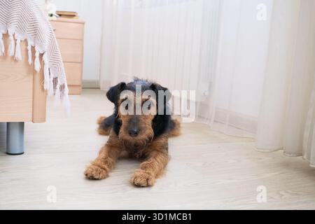 Airedale terrier relaxing in cozy bedroom with hardwood floors. Stock Photo