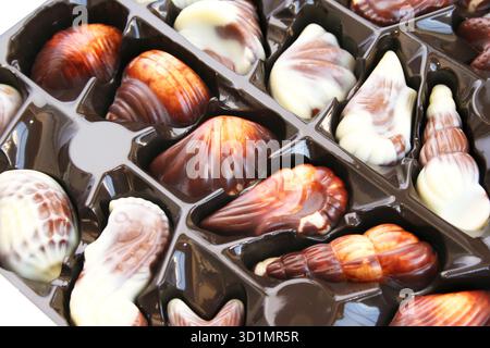 Chocolate seashells Stock Photo