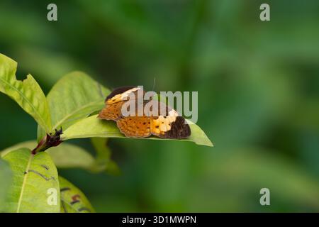 Cupha erymanthis, the rustic, a species of brush-footed butterfly resting on leaf with it's wings spread open in the garden. Stock Photo