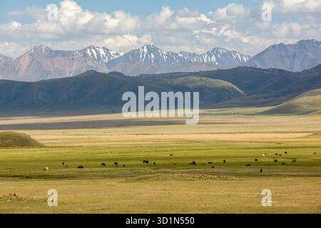 Cows pasturing in mountains Stock Photo