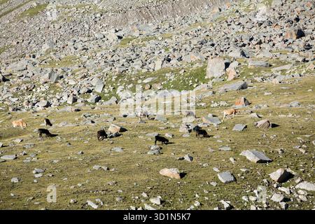 Cows pasturing in mountains Stock Photo