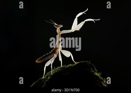 Flower mantis in dark background Stock Photo