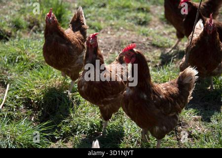 ARCHIVE PHOTO: Due to avian influenza, Saarland was the first German state to order poultry to be kept indoors. Free-range chickens, laying hens, chicken farm, rooster, in a meadow, in Huenxe-Drevenack on April 18, 2022. Stock Photo