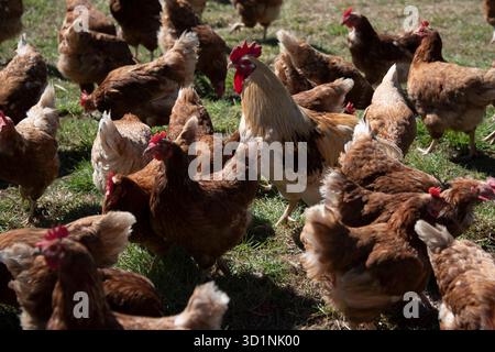 ARCHIVE PHOTO: Due to avian influenza, Saarland was the first German state to order poultry to be kept indoors. Free-range chickens, laying hens, chicken farm, rooster, in a meadow, in Huenxe-Drevenack on April 18, 2022. Stock Photo