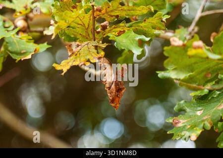 Single dry golden oak leaf on branch with faded autumn foliage Stock Photo