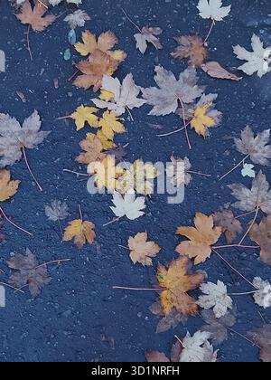 Wet autumn leaves lying on wet asphalt after rain.  Stock Photo