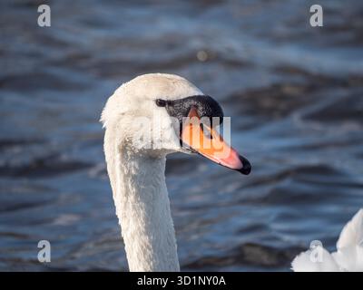 Close up of a swans head (Cygnus olor) while swimming in a lake in in Bushy Park, London, UK. Stock Photo