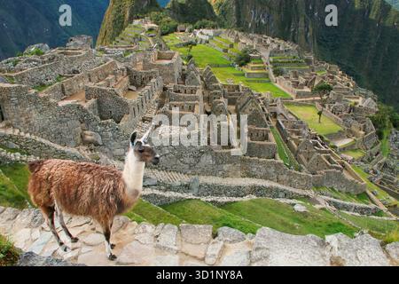 Llama standing at Machu Picchu overlook in Peru Stock Photo