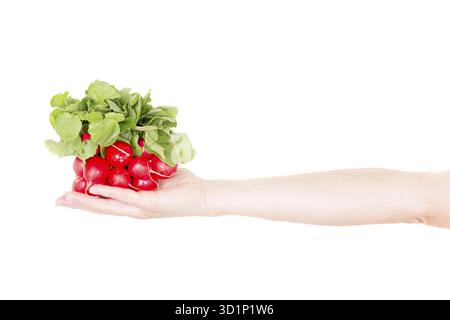 Red radish isolated on white background in human hand Stock Photo